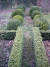 Buxus.jpg