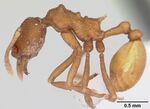 Dacatria templaris casent0103119 profile 1.jpg