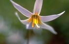 Erythronium albidum NRCS-1.jpg