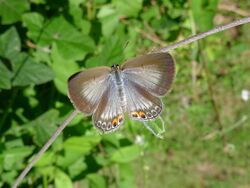 Euchrysops cnejus 4.jpg