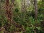 Fakahatchee Strand Preserve.jpg