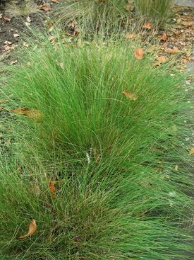 Kostřava walliská.jpg