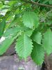 Leaves of Quercus crispula.JPG