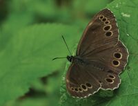 Lopinga achine - Nature Conservation-001-073-g033.jpg