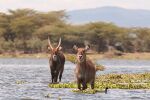 Male and female Waterbucks in Lake Naivasha.jpg