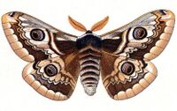 Saturnia spini.jpg