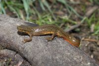 Teichmolch-triturus-vulgaris.jpg