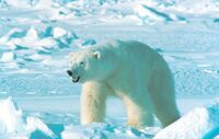 Ursus maritimus in Alaska.jpg