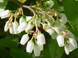 Vaccinium corymbosum0.jpg