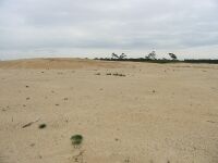 Zandverstuiving hoge veluwe 1.jpg