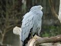 African Harrier Hawk RWD.jpg
