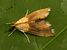 Agrotera nemoralis3.JPG