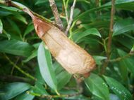 Attacus atlas-botanical-garden-of-bern 101.jpg