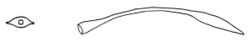 Chilostoma cingulatum dart.jpg