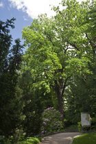 Dęby Ogród Botaniczny Wrocław.jpg