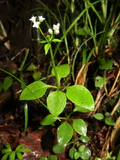 Galium paradoxum subsp. franchetianum 1.JPG