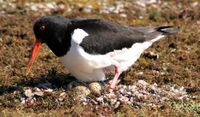 Haematopus ostralegus -Scotland -nesting-8.jpg