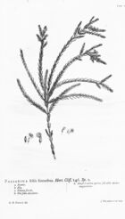 Hortus Cliffortianus (TAB. XI) BHL396982.jpg