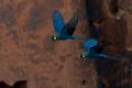 Lear's Macaw Anodorhynchus leari.jpg