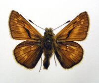 Ochlodes sylvanus1.jpg