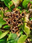 Primula veris 003.JPG