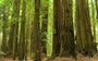 Redwood (993232132).jpg