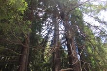 Redwoods (21333775414).jpg
