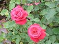 Rosa sp.22.jpg