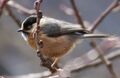 Rufous-fronted Tit MG 9518 GarimaBhatia (cropped).jpg