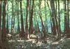 SC Congaree Swamp River.jpg