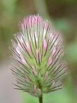 Trifolium arvense01.jpg