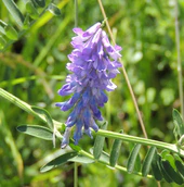 Vicia cracca - inflorescence.jpg