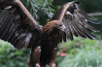 Aquila chrysaetos daphanea.jpg