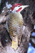 Bennett's Woodpecker, Campethera bennettii at Marakele National Park, Limpopo, South Africa (8329369098).jpg