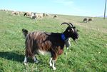 Chevre pyrénées1.JPG