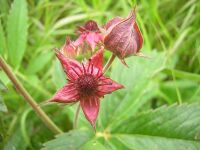 Comarum palustre.JPG