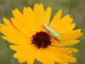 Coreopsis7222.jpg