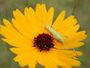 Coreopsis