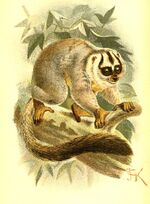 Handbook to the Primates Plate 15.jpg