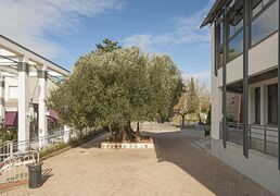 Тысячелетнее оливковое дерево