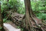 Nursery Log at Schooner Trail.jpg