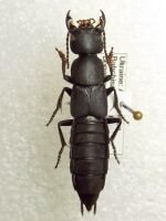 Ocypus curtipennis.jpg