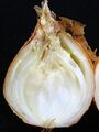 НӀанкӀигех дола кӀаьда дохкадалар (Erwinia carotovora subsp. carotovora/Pectobacterium carotovorum subsp. carotovorum)