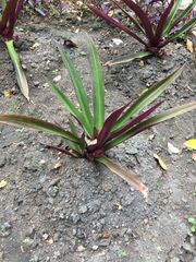 Oyster Plant in HRH Princess Maha Chakri Sirindhorn Herb Garden in Rayong.jpg