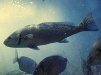 Umbrina cirrosa Acquario di Genova.jpg