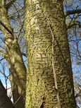 20140228Prunus cerasifera Hockenheimer Rheinbogen04.jpg