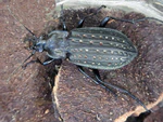 Carabus clathratus up.jpg