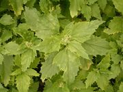 Chenopodium murale (La Fajana) 02 ies.jpg