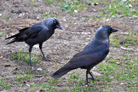 Corvus.Monedula.jpg