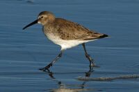 Dunlin (Calidris alpina) RWD.jpg